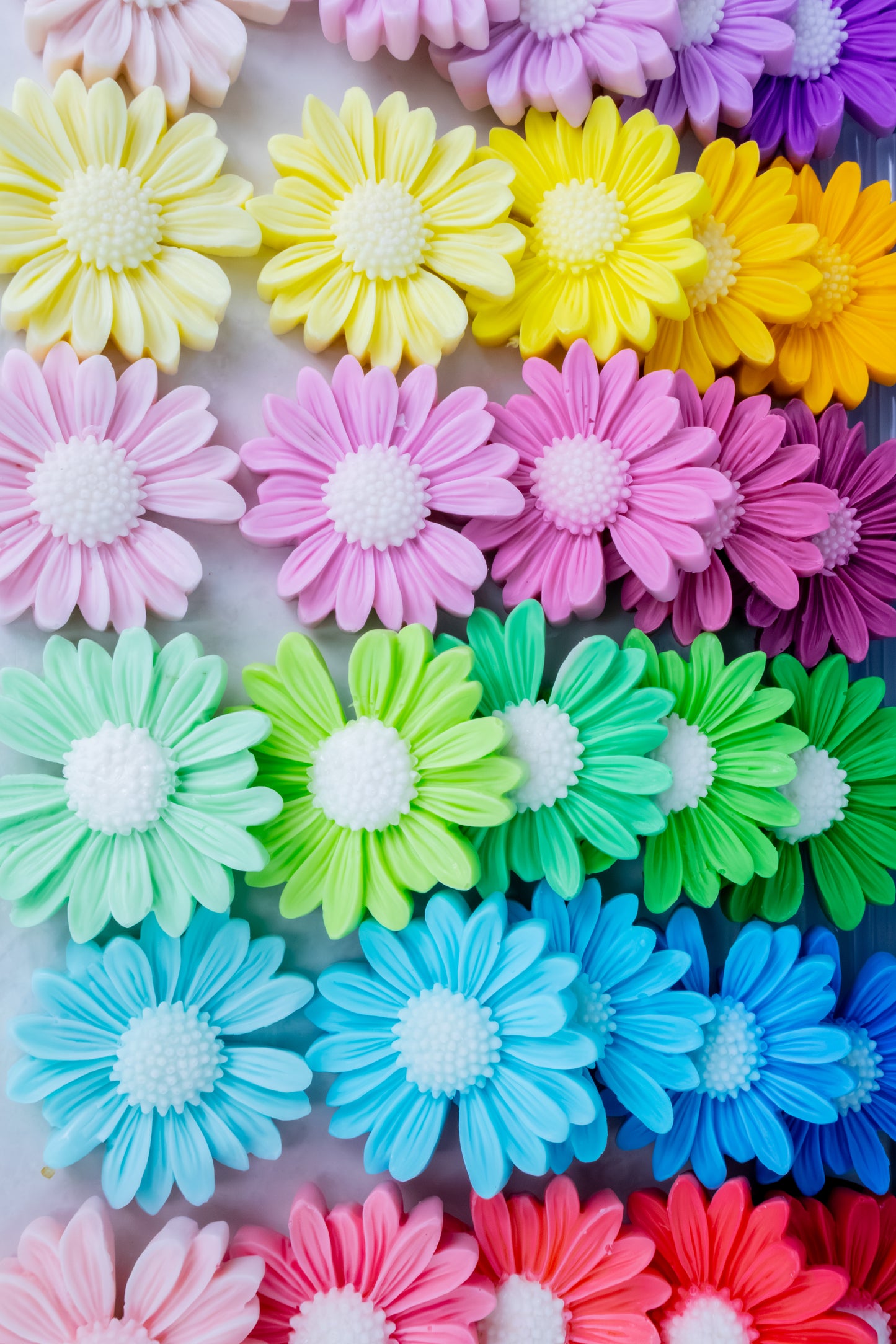 Daisy collection
