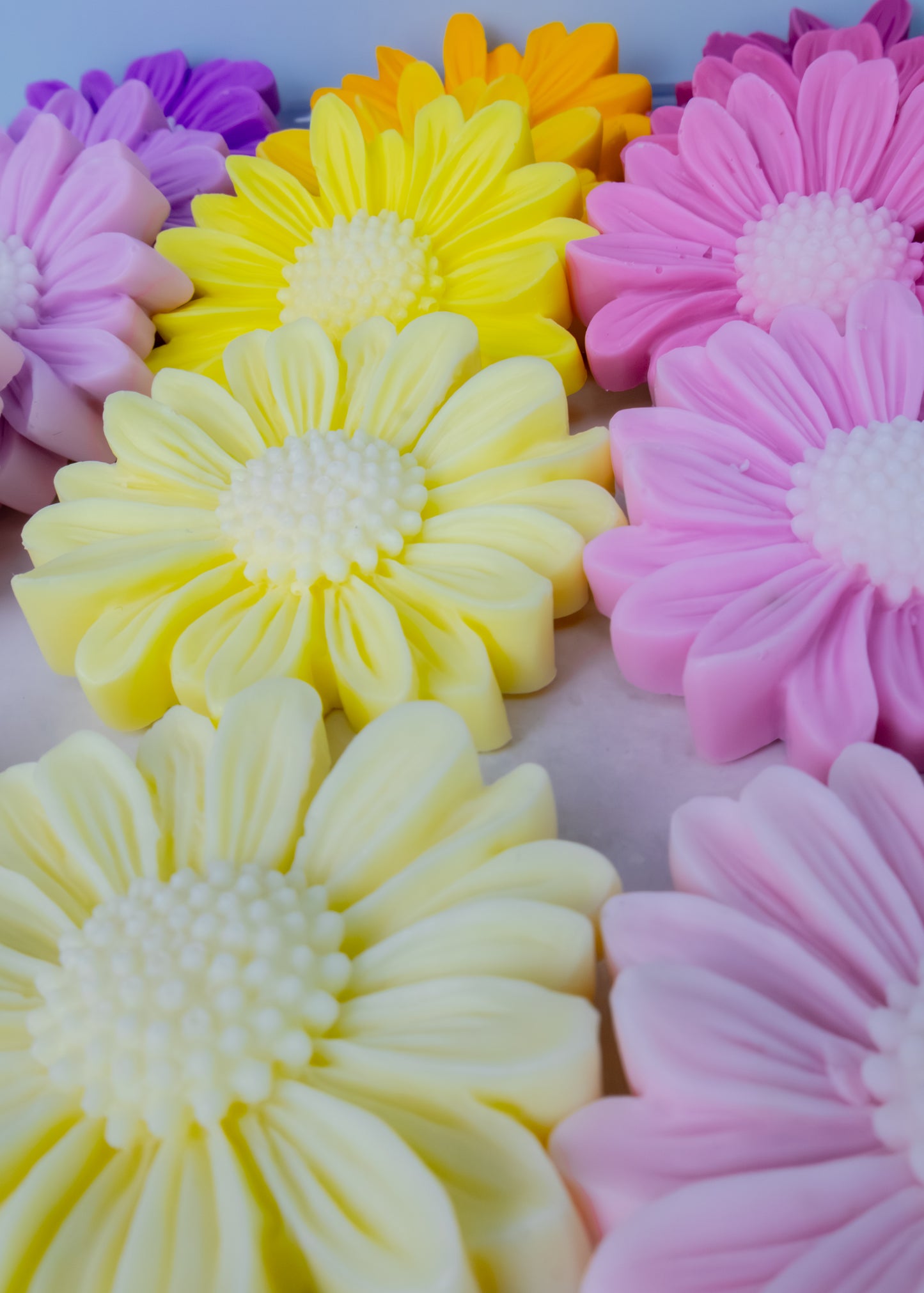 Daisy collection